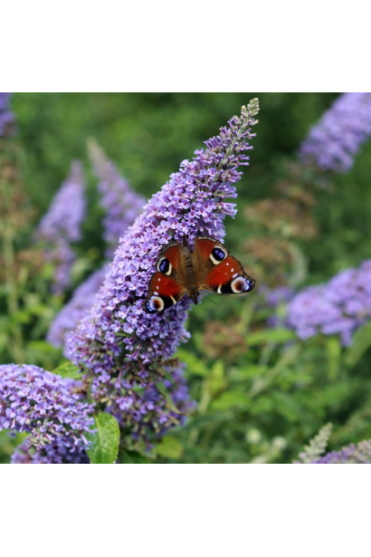 Буддлея Давида Літл Ліла